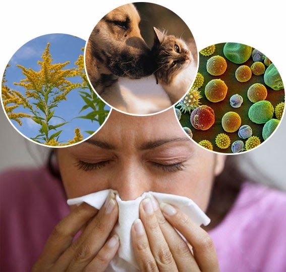 Allergy Panel Test